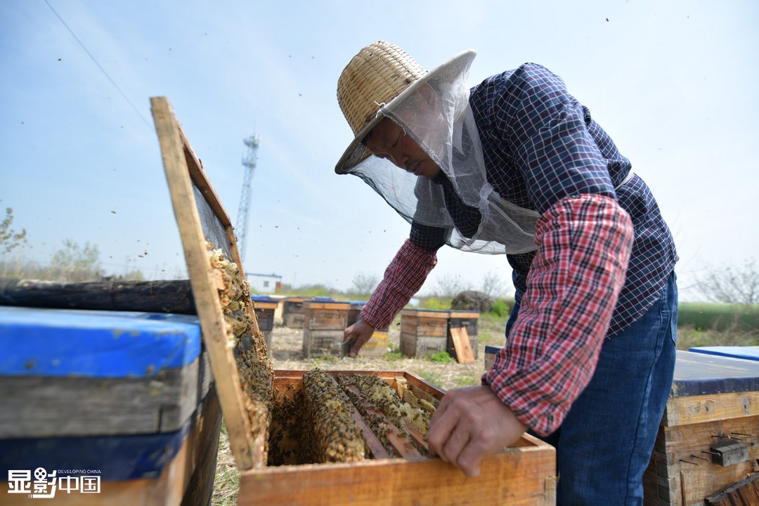 养蜂人踏上甜蜜复工路组图