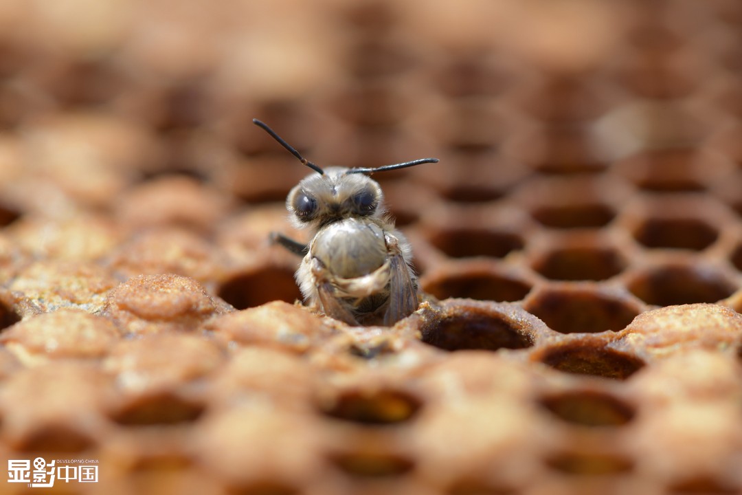 经过21天的孵化,一只蜜蜂宝宝破壳而出.