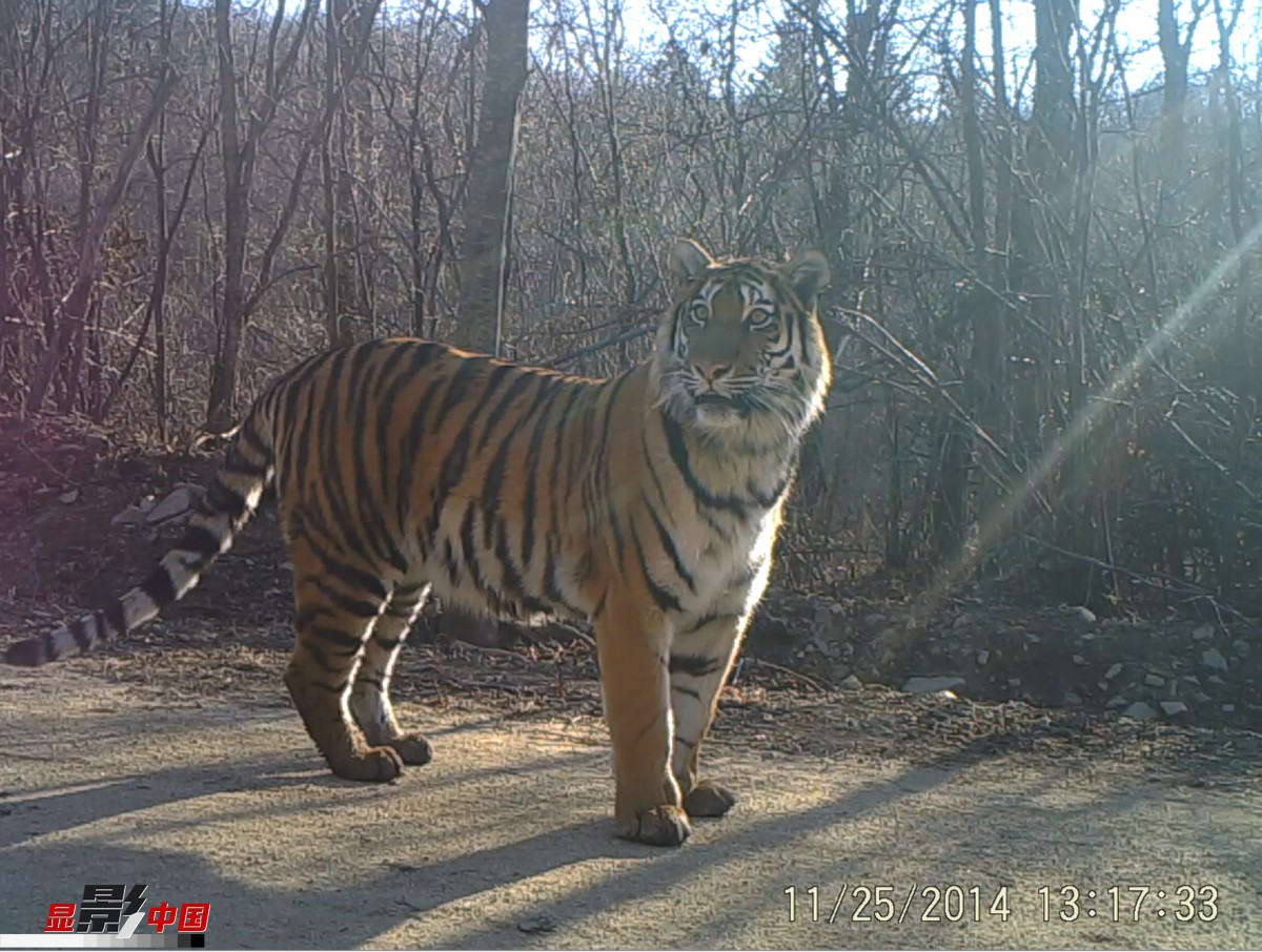 27 42 红外相机镜头下的野生东北虎豹