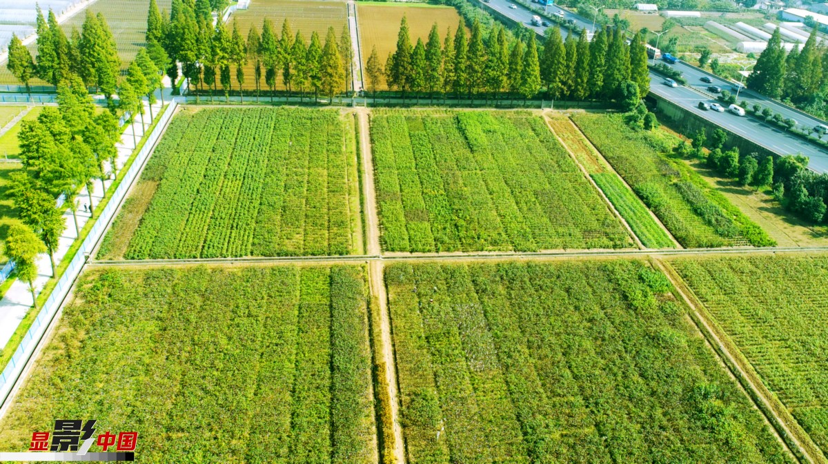 图为江苏省农科院试验田航拍.