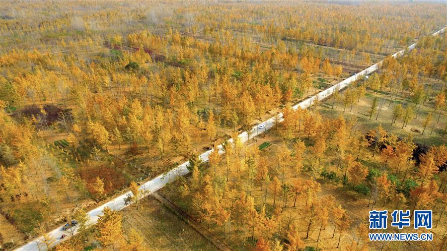 #（环境）（1）银杏染秋色