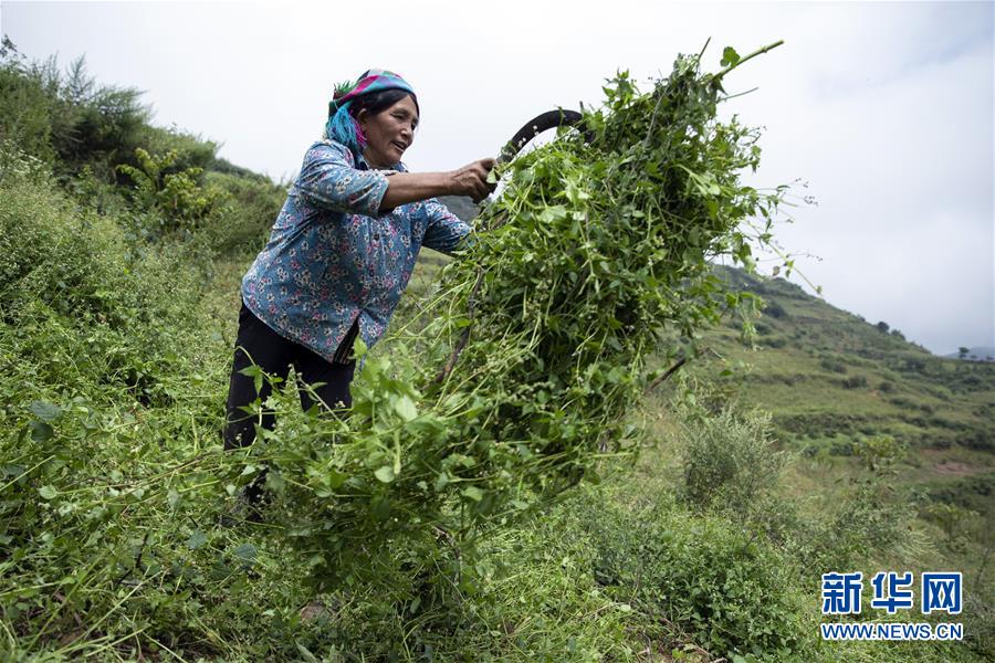 （决战决胜脱贫攻坚&middot;图文互动）（1）大凉山深处再次响起的口弦