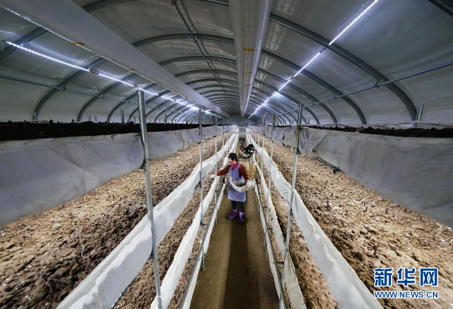 乐亭县闫各庄镇建伟果蔬专业合作社的社员在温室内采摘黑皮鸡枞菌