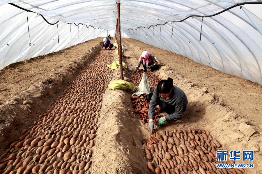 3月22日,唐山市丰南区大新庄镇黑坨村农民在温棚内摆放种薯.