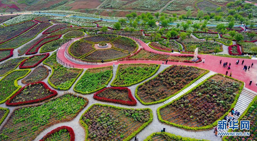 3月30日,游人在洋县朱鹮梨园景区的牡丹园赏花游览(无人机照片).