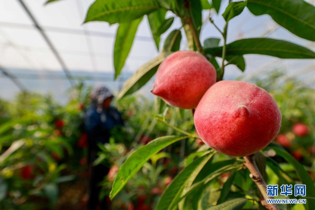 河北丰南错季水果助农增收