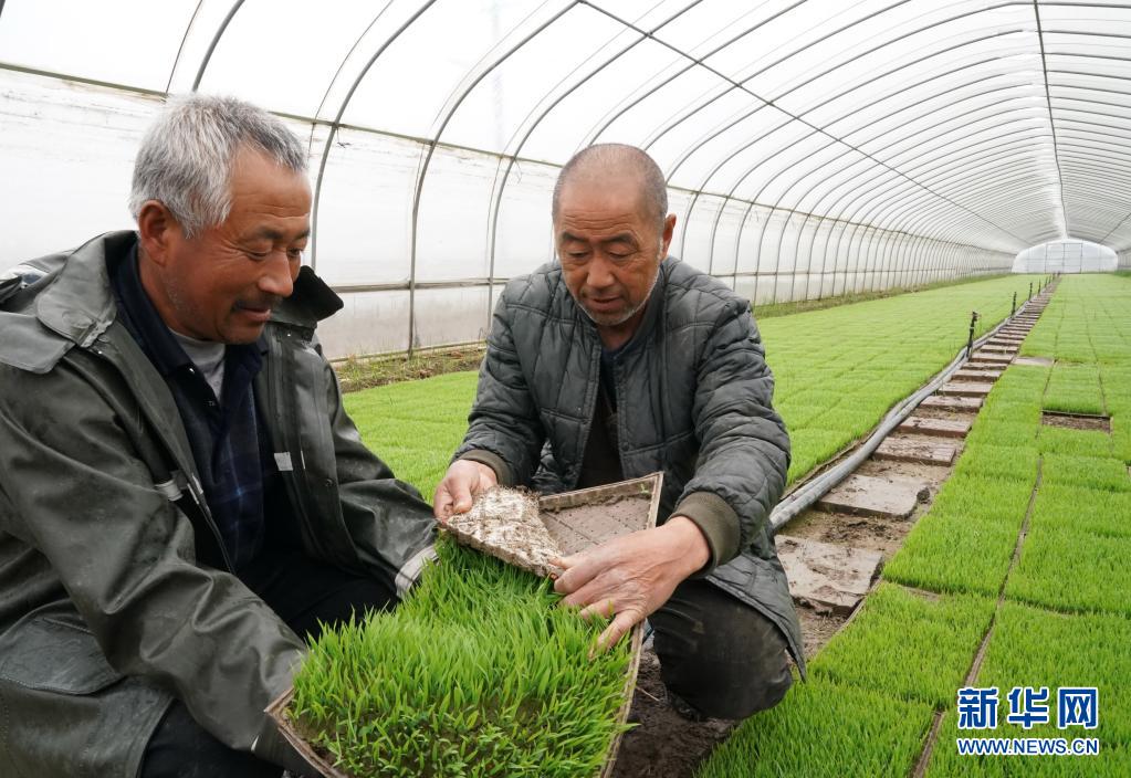 4月23日,唐山市海港经济开发区秋利有机水稻种植合作社的社员在查看