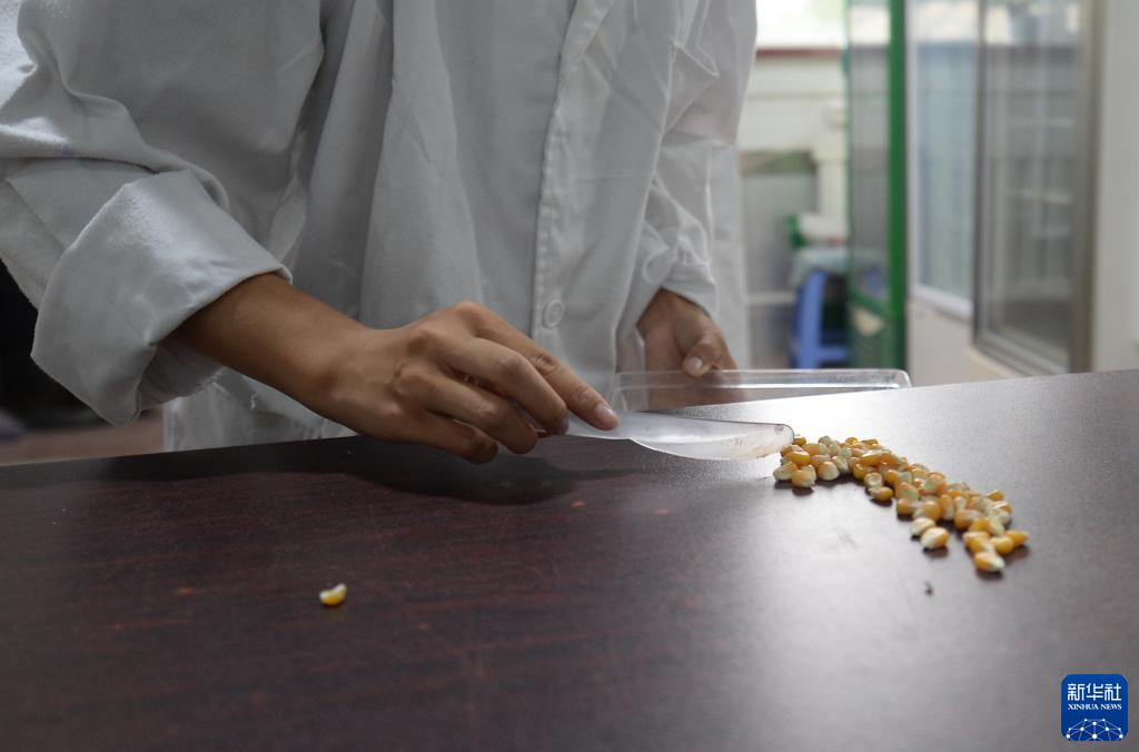 李水英在富民种业科技示范园实验室里对玉米种子进行筛选(8月11茹摄