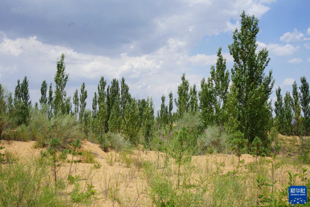从"180"到"6765",看牧民乌兰达来的治沙幸福路