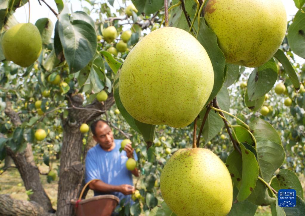 梨乡果农采摘忙