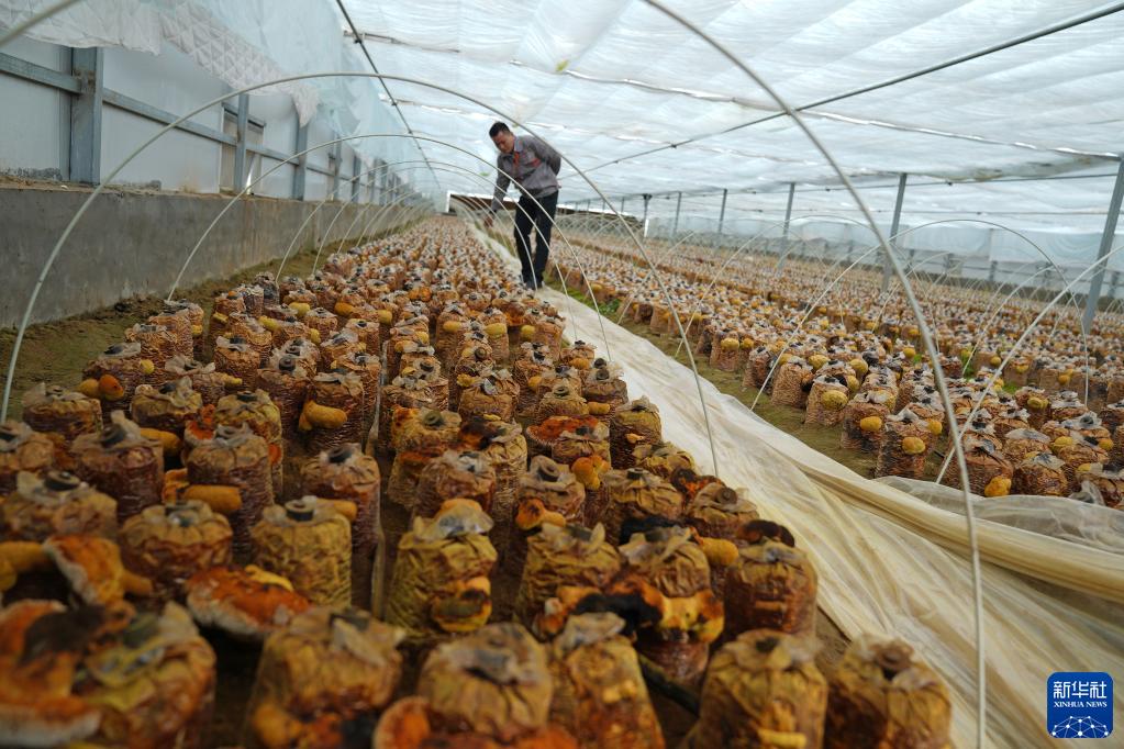 山东临清发展桑黄种植带动增收致富