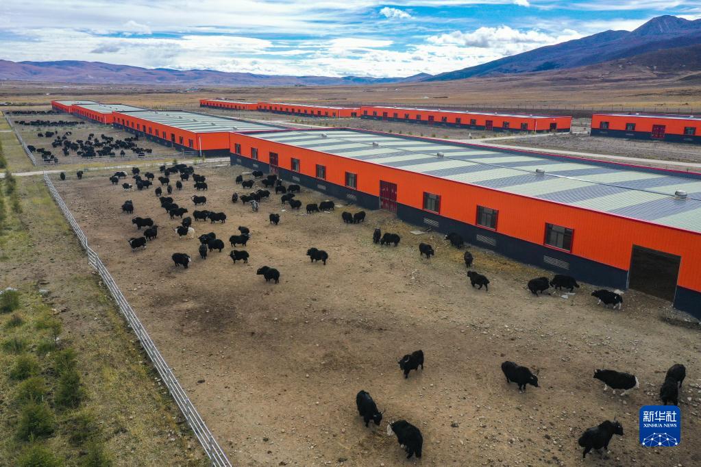 这是10月20日在四川省甘孜藏族自治州理塘县拍摄的牦牛产业园区(无