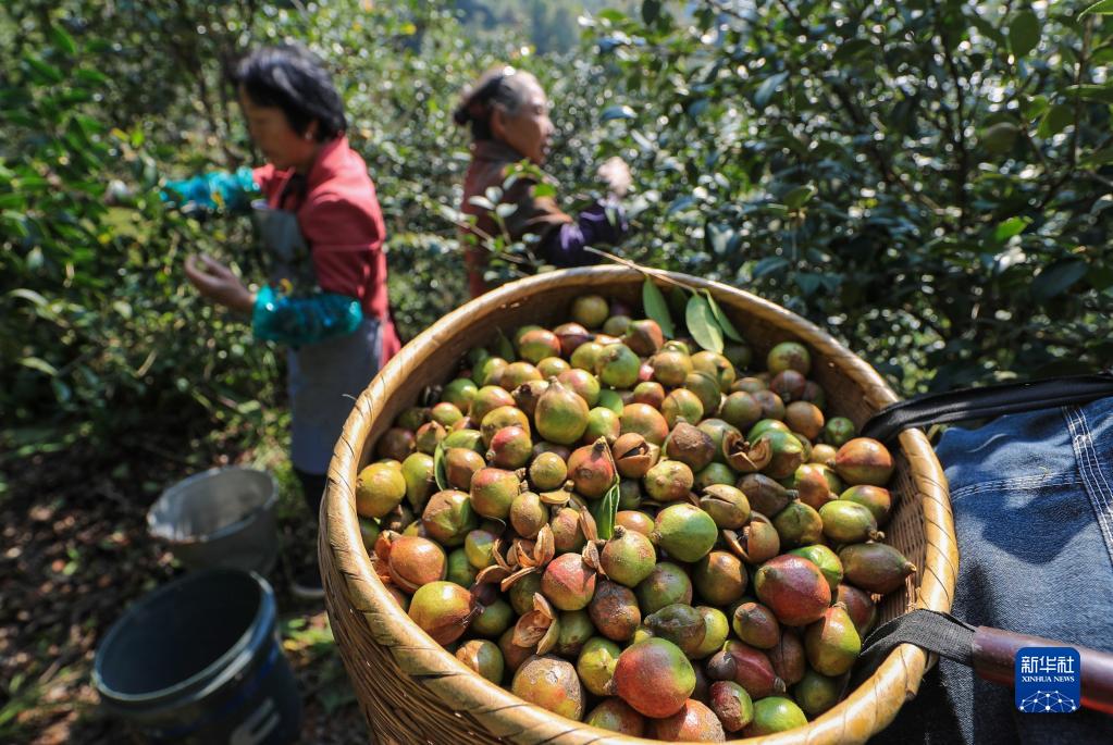 贵州玉屏:油茶丰收助农增收