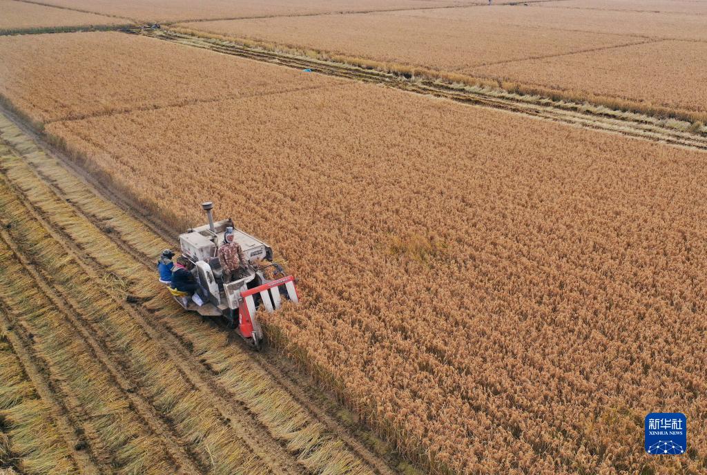 河北曹妃甸水稻收获忙