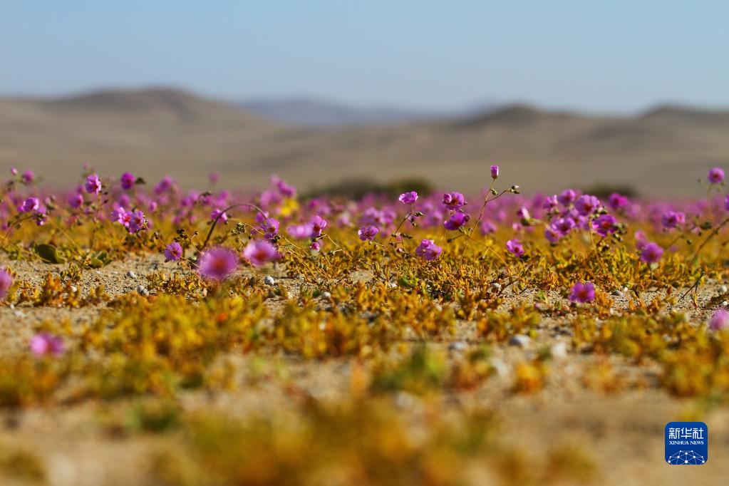 智利北部:"开花的沙漠"