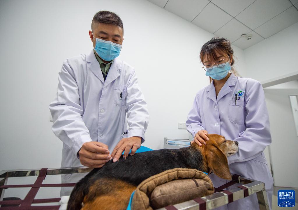 在中国农业大学动物医院中兽医门诊,中国农业大学动物医学院副教授,中