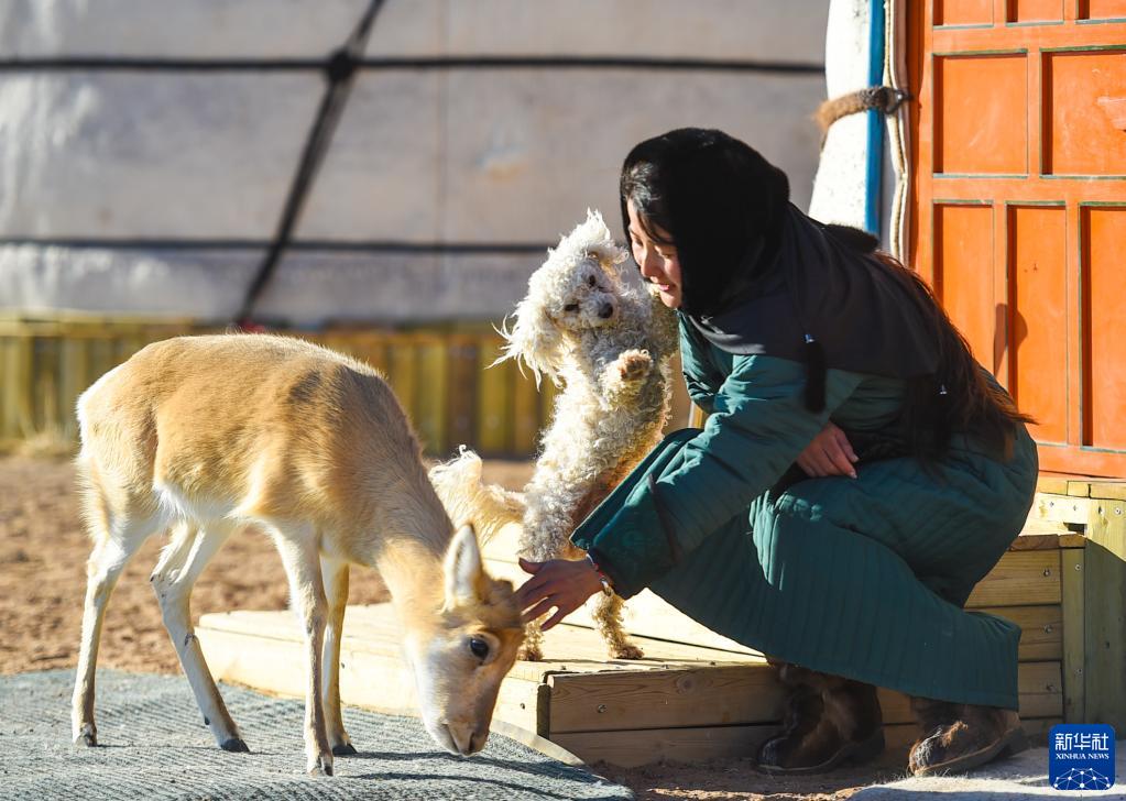 黄羊"妈妈"乌伊汗:守护草原精灵-新华网