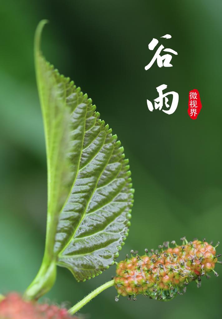 新华全媒 |微视界——谷雨