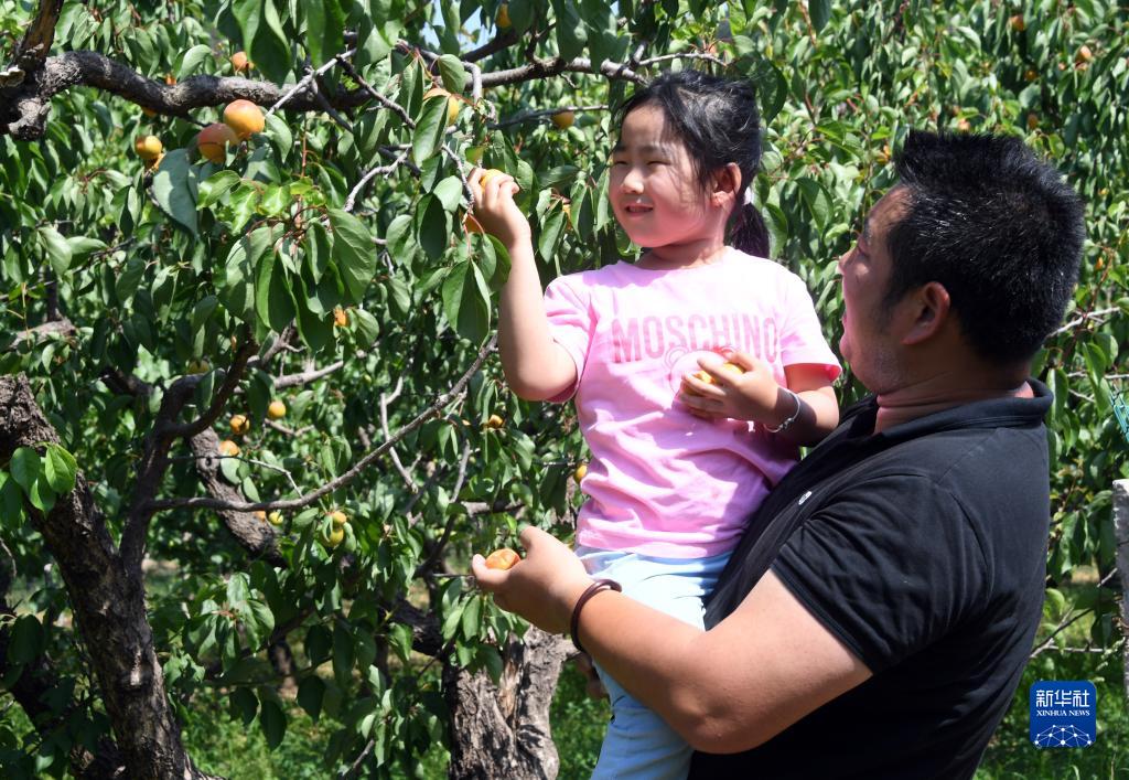 北京平谷北寨红杏成熟采摘忙