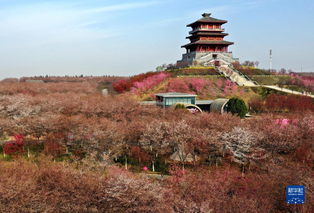 这是3月10日拍摄的荥阳市古柏渡丰乐樱花园(无人机照片).