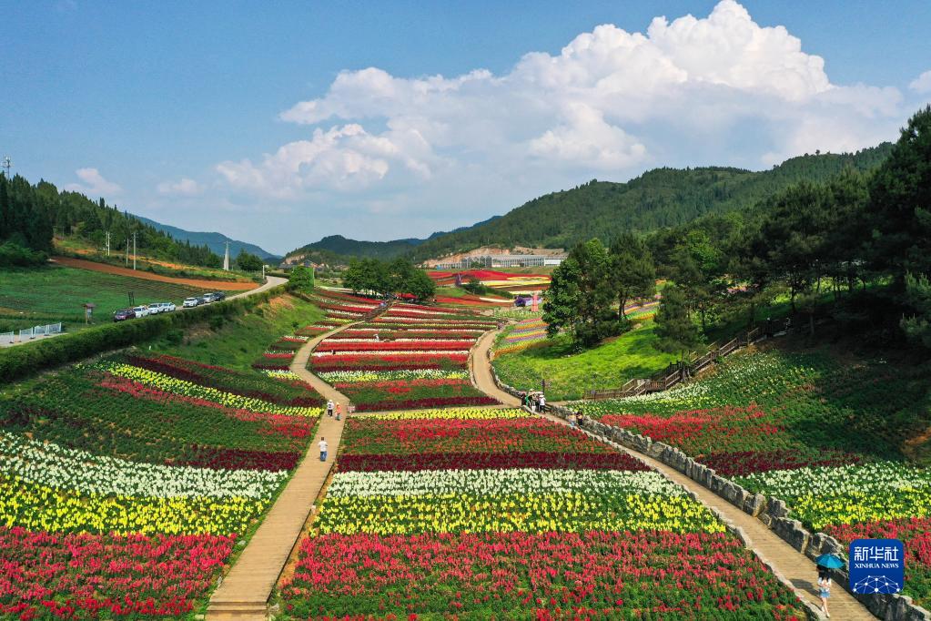 贵州麻江:以花为"媒"激活乡村旅游-新华网