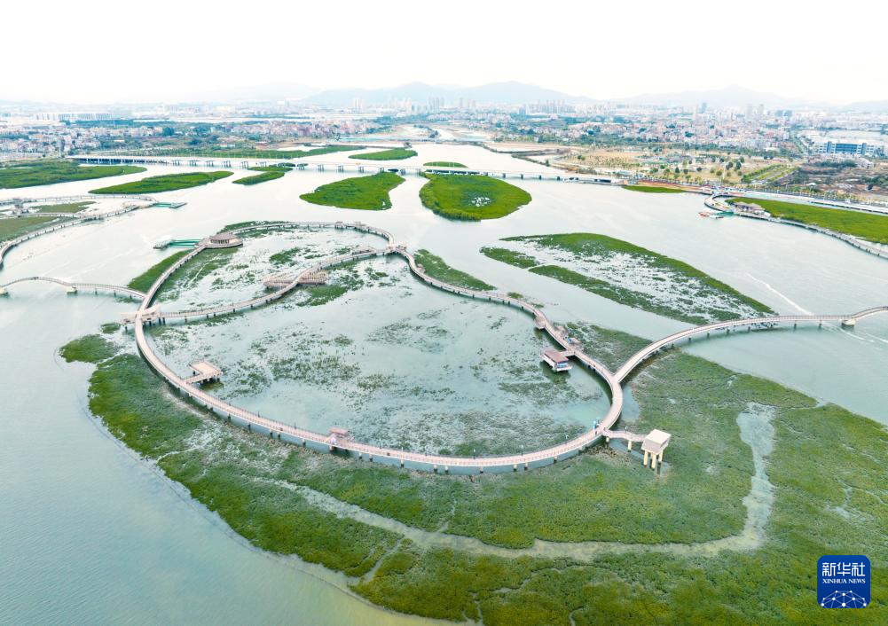 福建厦门：红树林构筑滨海绿色长廊_中国经济网——国家经济门户