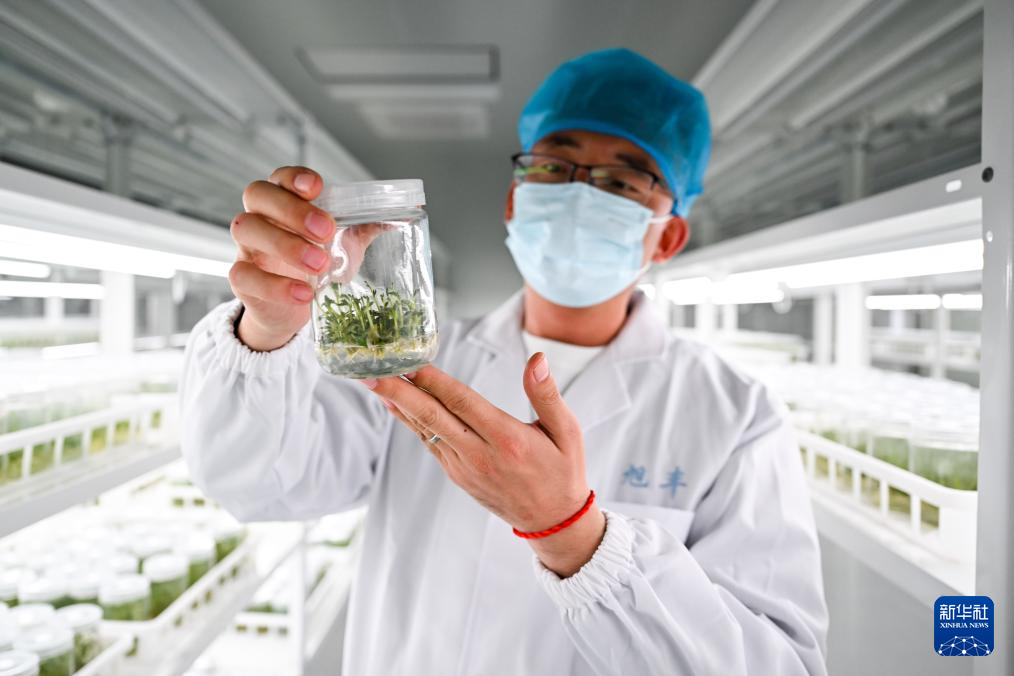 内蒙古武川县:马铃薯育种忙