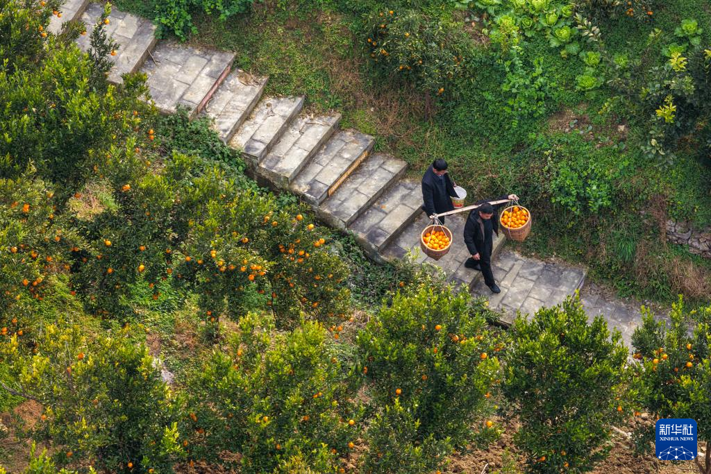 重庆黔江:柑橘迎丰收-新华网