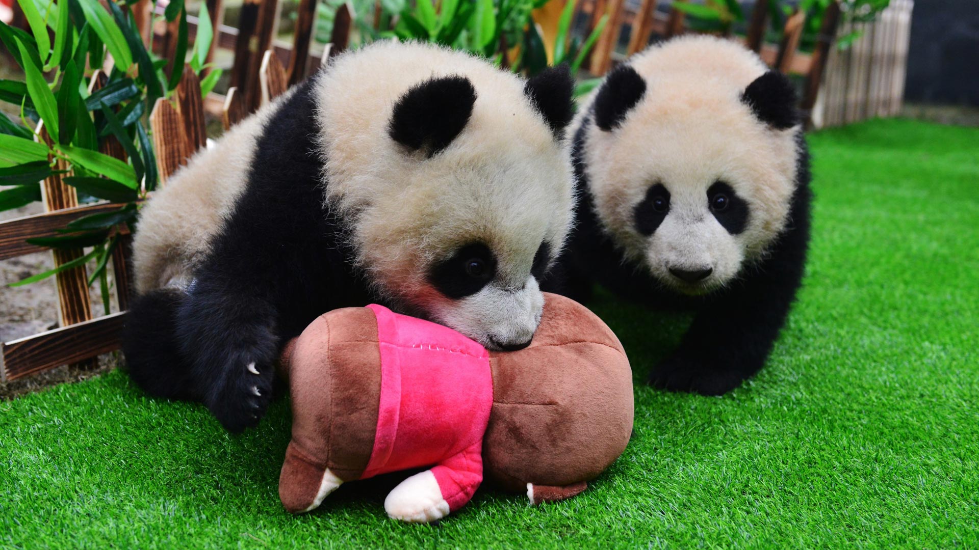 熊猫宝宝们猴年春节前