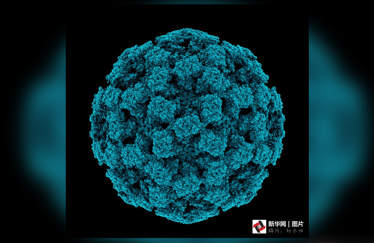 致命的美丽:显微镜下的病毒粒子-百态