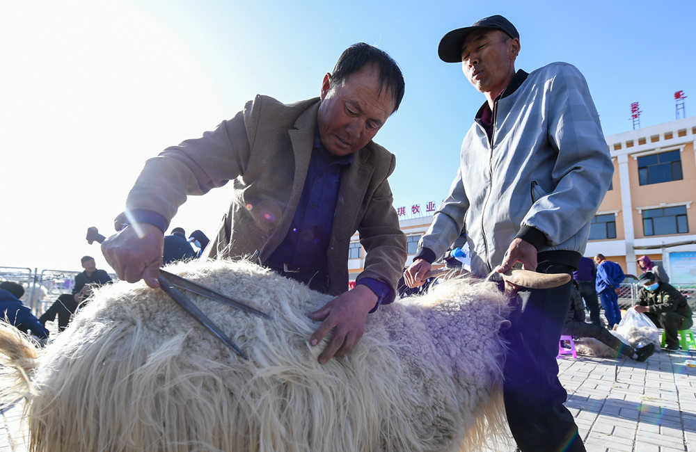 鄂尔多斯:剪羊毛 梳羊绒