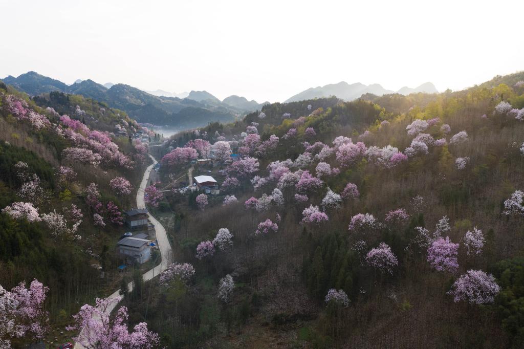 四川江油：辛夷花开