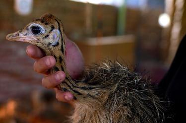 &ldquo;00后&rdquo;鸵鸟司令的小康之路