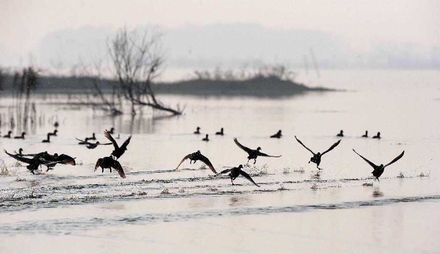 美丽湿地成候鸟越冬&ldquo;天堂&rdquo;