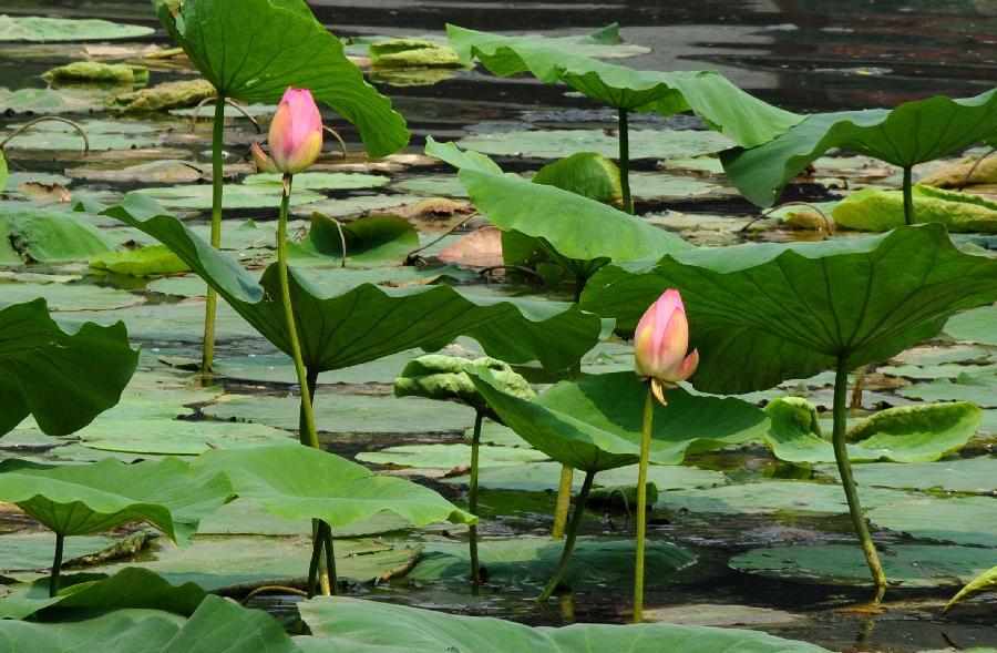 映日荷花别样红