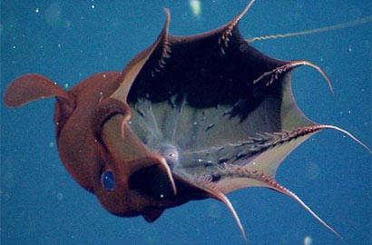 探秘深海吸血鬼乌贼