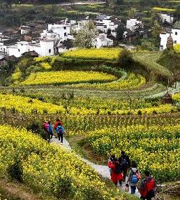 [美丽中国]婺源江岭 梯田花海