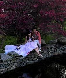 [美丽中国]红花檵木花开美