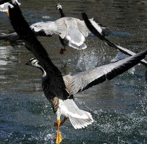 [美丽中国]拉萨&ldquo;新市民&rdquo;&mdash;&mdash;斑头雁