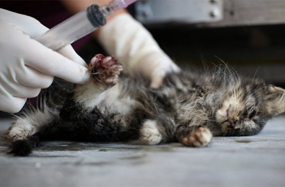 揭秘流浪动物"安乐死"全过程