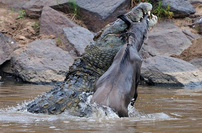 实拍鳄鱼群排队撕食河马捕食角马