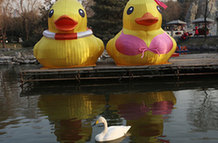 午间轻松一刻：西安大黄鸭穿粉红比基尼 伊朗男子60年不洗澡