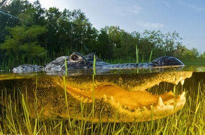 趣味分割摄影:海平面上下的世界(组图上)