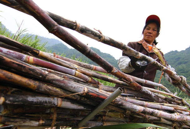 广西蔗糖新榨季全面开榨