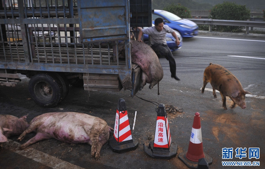 运猪车广澳高速爆胎侧翻30多头生猪高速路上撒欢