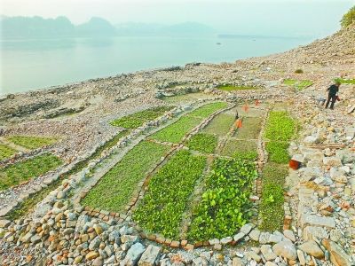 长江中下游频现独特枯水景观(图)