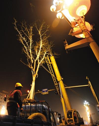 今日凌晨，东长安街，工作人员将一棵国槐从货车上卸下，用吊车拉起来缓缓落入树坑，再培土固定。 新京报记者 王嘉宁 摄