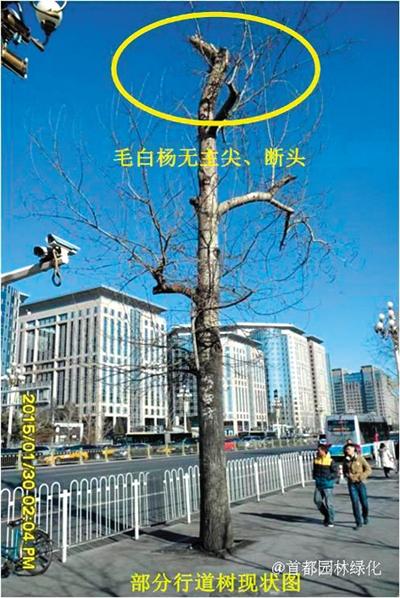 东长安街部分行道树现状图。据首都园林绿化微博