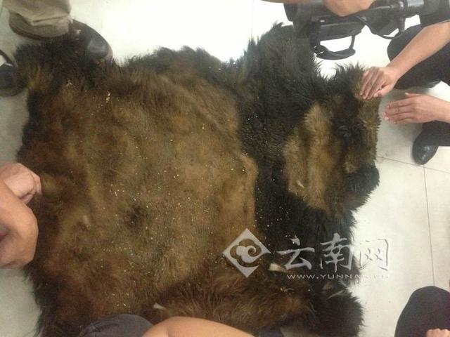 警方还原猎杀熊猫案:嫌犯家羊被咬死后追踪猎杀