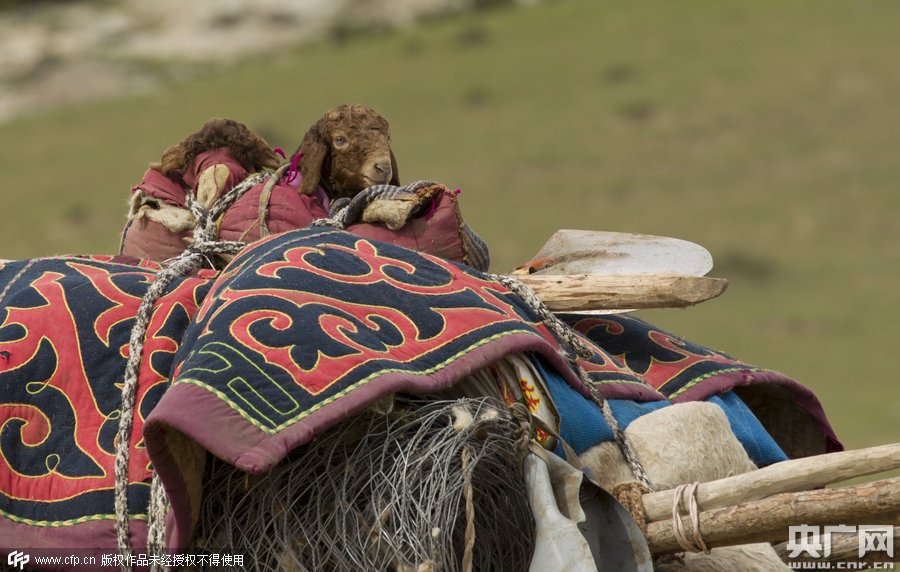 县的哈萨克族牧民赶着牛羊,牵着驼队,浩浩荡荡往阿尔泰山夏牧场迁徙